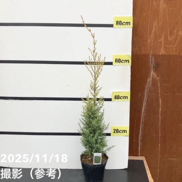 [コニファー ゴールドコーン]円柱〜狭円錐形の樹形で細く上に伸びるため、狭いスペースでも育てやすい品種です。葉は細かく緻密に茂り、新梢は黄金色になります。丈夫で管理しやすく、ガーデニングはもちろん、生垣用としても人気です。[コニファー]コニ...