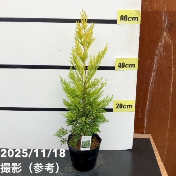 [コニファー ゴールドライダー]春から秋にかけてライムグリーンの葉色を楽しめ、冬には黄金色に変わります。新芽は鮮やかな黄色で、年中黄色みを帯びた美しい色合いを楽しむことができます。円錐形のすっきりとした樹形で成長が早く、手入れも簡単。萌芽力...