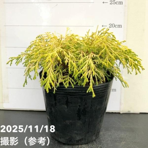 [ゴールデンモップの特徴]ゴールデンモップは、黄金色の細い葉が明るく広がる人気の這性コニファーです。年間を通して鮮やかな黄色を保ち、庭のアクセントとして活躍します。柔らかい質感の葉が美しく、ロックガーデンや花壇縁取りにもおすすめです。耐寒性...