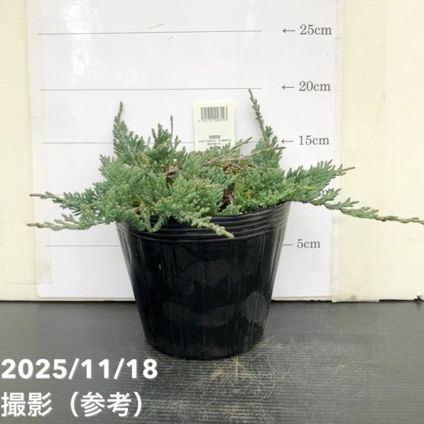 [ウィルトニーの特徴]ウィルトニーは、シルバーがかったブルーグリーンの葉色が上品な這性コニファーです。這うように広がる姿が美しく、花壇の縁取りやグラウンドカバーに人気。四季を通して色が崩れず、庭に落ち着いた雰囲気を与えてくれます。丈夫で手間...