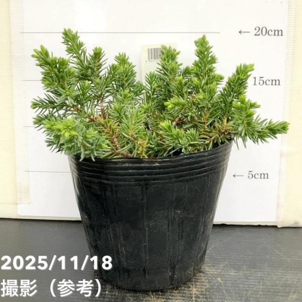 [ブルーパシフィックの特徴]ブルーパシフィックは、爽やかなブルーグリーンの葉色が美しい這性コニファーで、海風のような清涼感のある色合いが魅力です。適度に細かい葉が密に重なり、地面を美しく覆います。耐暑性・耐寒性ともに優れ、幅広い地域で育てや...