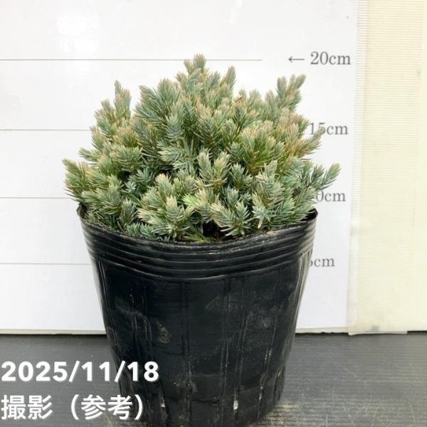 [ブルースターの特徴]ブルースターは、銀青色の葉と星形の樹形が特徴の矮性コニファーです。ロックガーデンや洋風庭園に映える抜群の発色で、通年美しいブルーを楽しめます。コンパクトに育つため、小さな庭や鉢植えにも最適です。[コニファー]コニファー...