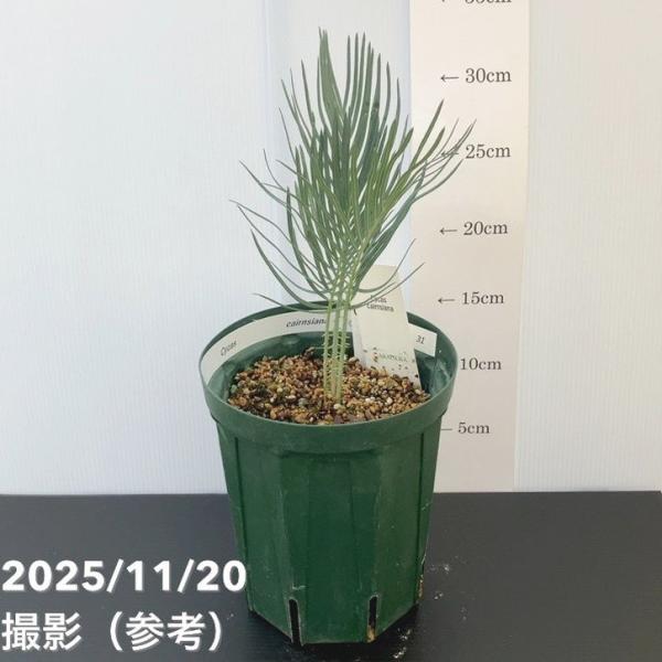 決算P10倍！8/2まで】【激レア！現品お届け】サイカス カイルンシアナ
