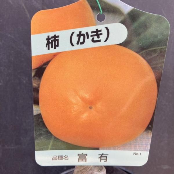 [柿 富有の特徴]富有柿は「甘柿の王様」と呼ばれる代表的な品種で、画像のように果皮が鮮やかな橙色に色づき、果肉はやわらかくジューシーで濃厚な甘さが楽しめます。収穫は11月頃からで、しっかりとした甘みととろけるような食感が魅力です。果実は平均...