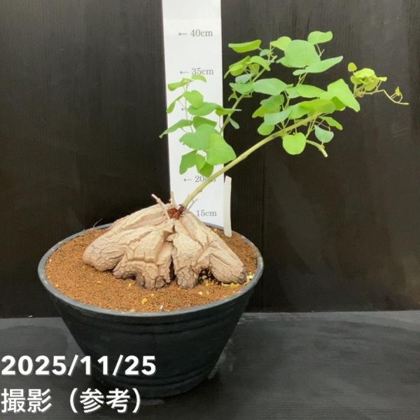 【特大・直径15cm超】10年物のアフリカ亀甲竜☆希少な丸葉の健康株です 現品お届け】アフリカ亀甲竜 9号｜観葉10-TU : 赤塚植物園ヤフー店
