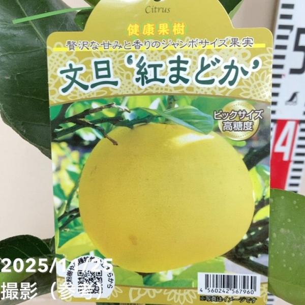 文旦 紅まどか 4.5号ロング柑橘｜果樹04-PA : 赤塚植物園ヤフー店