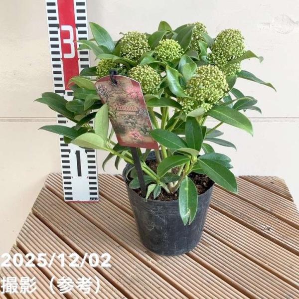 [ミヤマシキミ ホワイトグローブの特徴]ミヤマシキミ ‘ホワイトグローブ’ は、艶のある濃い緑葉と、丸くまとまる白〜淡緑色の蕾が美しい常緑低木です。開花期には上品な白花を咲かせ、花後も株姿が乱れにくく、庭植え・鉢植えどちらでも楽しめます。耐...