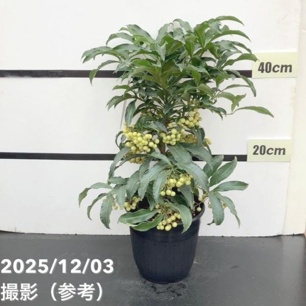 [万両 マンリョウ 宝船]万両 宝船 は、光沢のある深緑の葉に、艶やかな実がたわわに実る華やかな観賞植物です。コンパクトな株姿で玄関先や室内の彩りとしても扱いやすく、和の雰囲気を引き立てます。実つきが良く、“福を呼ぶ”縁起木としてお正月飾り...