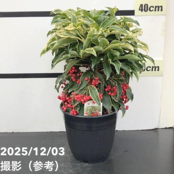 [斑入り万両 曙大鵬]鮮やかな斑入りの葉に、薄くまだらがかった白&amp;#12316;クリーム色の模様が入り、通常の万両とはひと味違った華やかさがあります。実は明るい赤色で、斑入りの葉とのコントラストが美しく、和の庭先や鉢植えで映えます。...