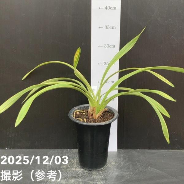 ＜花芽1個＞キンリョウヘン 4号（若松）｜ミツバチ蘭｜洋蘭10-TU