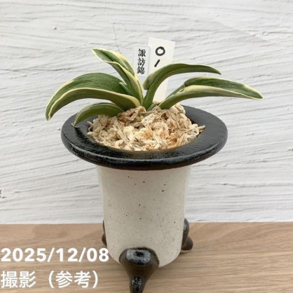 現品お届け】豊明園 万年青 オモト 諏訪錦 陶器鉢（O1）｜観葉10-TU