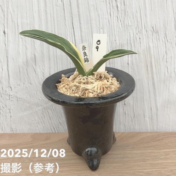 現品お届け】豊明園 万年青 オモト 奈良錦 江戸 陶器鉢（O9）｜観葉10