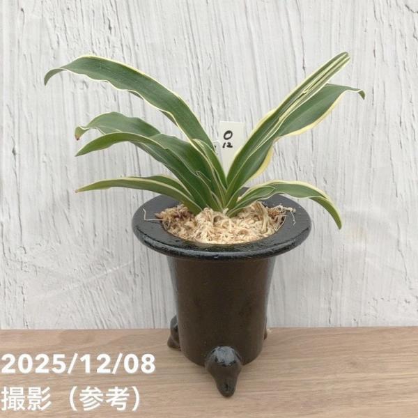 現品お届け】豊明園 万年青 オモト 覆輪龍 陶器鉢（O12）｜観葉10-TU