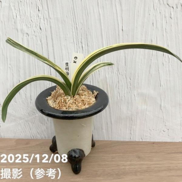 現品お届け】豊明園 万年青 オモト 豊明海 陶器鉢（O21）｜観葉10-TU