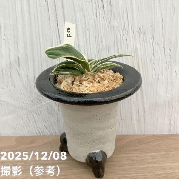 陶器 万年青 現品お届け】豊明園 万年青 オモト 聖華殿 陶器鉢（O22）｜観葉10-TU