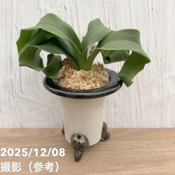 現品お届け】豊明園 万年青 オモト 宝獅子 陶器鉢（O23）｜観葉10-TU