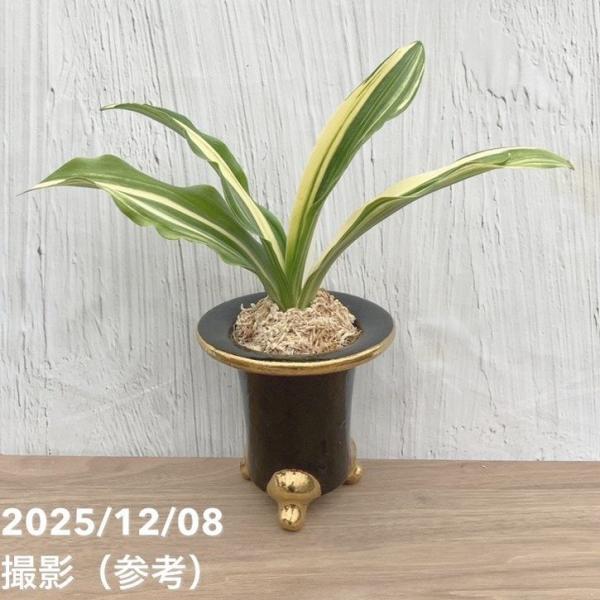 現品お届け】豊明園 万年青 オモト 出世実生 陶器鉢（O24）｜観葉10-TU