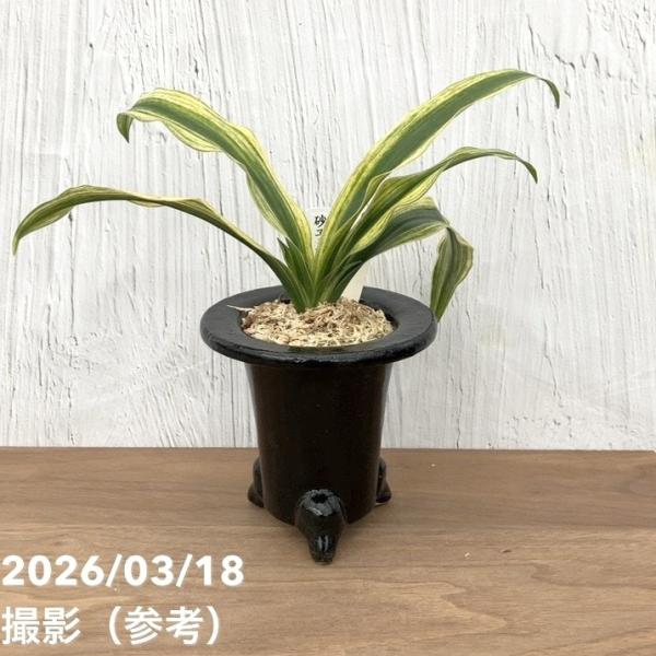 現品お届け】豊明園 万年青 オモト 砂子長寿 陶器鉢（O30）｜観葉10-TU