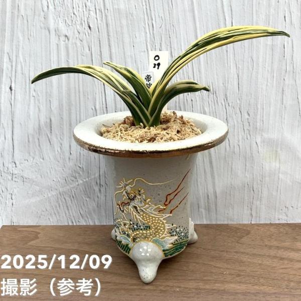 現品お届け】豊明園 万年青 オモト 帝錦（みかどにしき） 白龍白鉢