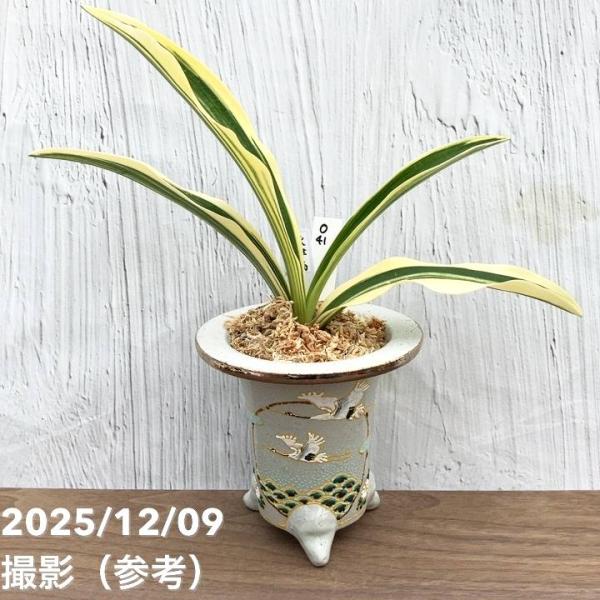 現品お届け】豊明園 万年青 オモト 秋津島（あきつしま） 鶴青海波白鉢