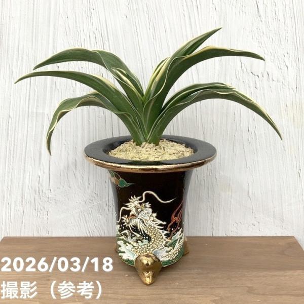 akatsukagarden_n10008973