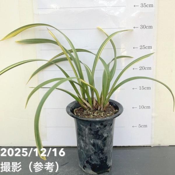 [キンリョウヘン]日本ミツバチを使った養蜂を始めるにあたって、とても大切な蘭(ラン)です。一般的には、シンビジュームのデボニアナムとミスマフェットと合わせて、「ミツバチ蘭」や「ミツバチ誘引蘭」という呼び名で知られています。自然開花時期は、主...