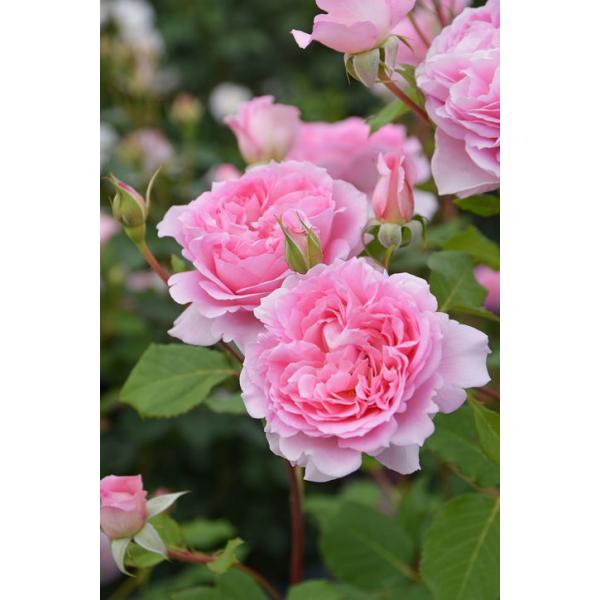 バラ大苗 ヘレン 7号 ロサ・オリエンティス｜花木04-PA : 赤塚植物園