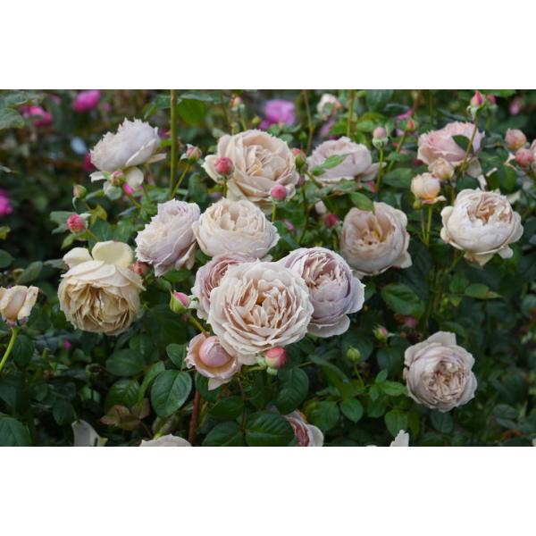 バラ大苗 ルクソール 7号 ロサ・オリエンティスプログレッシオ｜花木04