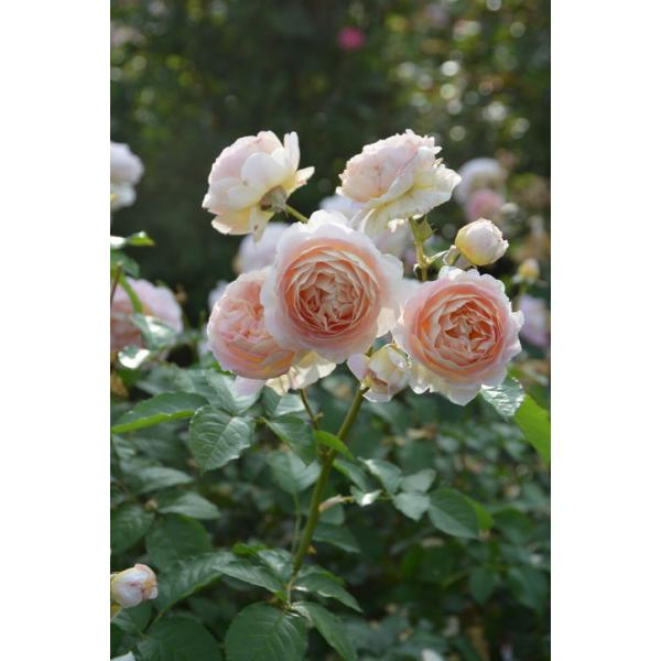 バラ大苗 サシェ 7号 ロサ・オリエンティスプログレッシオ｜花木04-PA