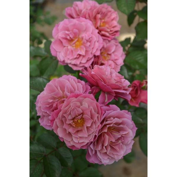 [葵の上]花色/濃い茶色~渋いベージュピンクのグラデーション（茶系）花形/丸弁八重咲き（中輪・房咲き）花径/中輪香り/微香香質/ティ系花期/四季咲き樹高/約90~120cm程度（木立樹形）樹形/木立樹形・普通タイプ樹勢/強い耐病性/うどんこ...