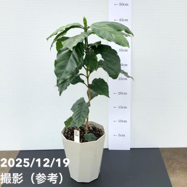 コーヒーの木・4鉢10本以上あり・鉢のままで発送・コーヒーノ木・激安 コーヒーの木 | 観葉植物の通販ならHitoHana（ひとはな）