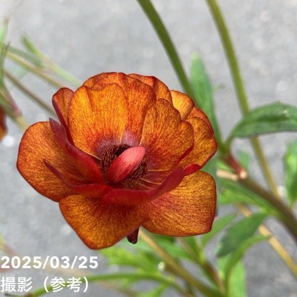 ラナンキュラス ラックス 8号 サティロス｜草花10-TU : 赤塚植物園