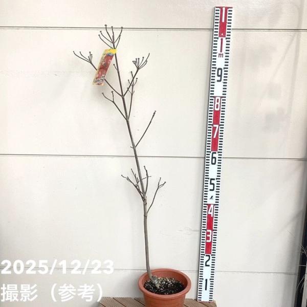 [ハナミズキ レッドジャイアント]ハナミズキ ‘レッドジャイアント’ は、大きく鮮やかな赤い花を咲かせる人気の品種です。花径が大きく、春の庭を華やかに彩ります。耐寒性・耐暑性があり、病害にも比較的強いため、初心者でも育てやすいのが魅力です。...