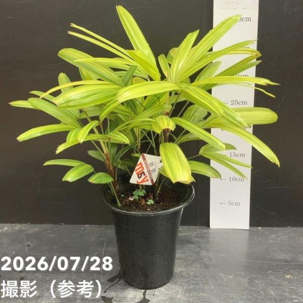 観音竹 綾錦 5号｜観葉10-TU : 赤塚植物園ヤフー店 - 通販 - Yahoo
