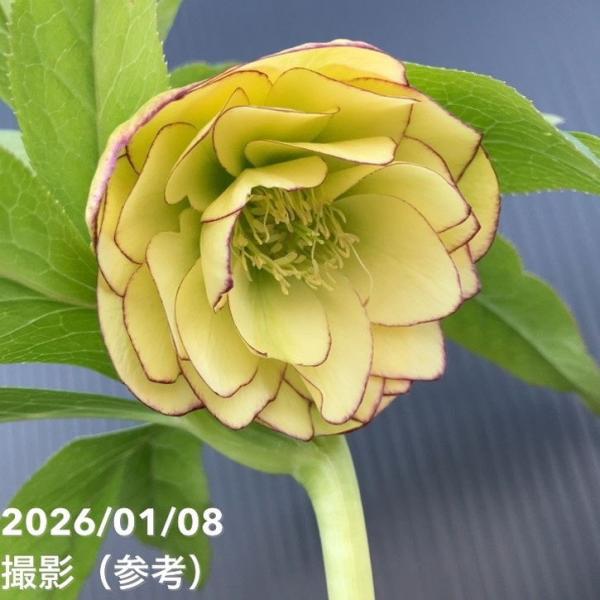 お買い得一点物咲き進み株】堀切園 クリスマスローズ ウィンター