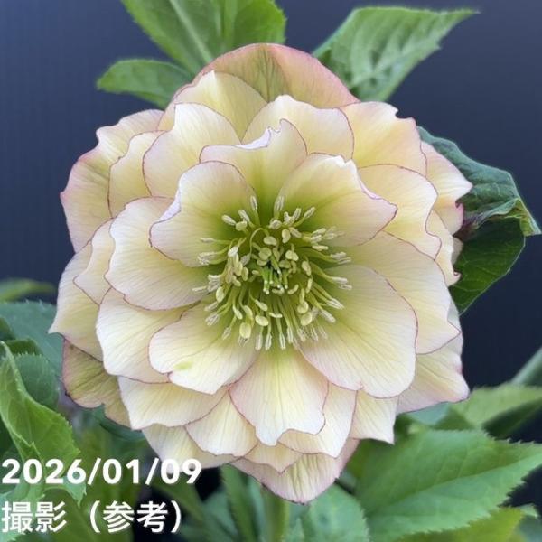 一点物】堀切園 クリスマスローズ ウィンターシンフォニー 5号角鉢