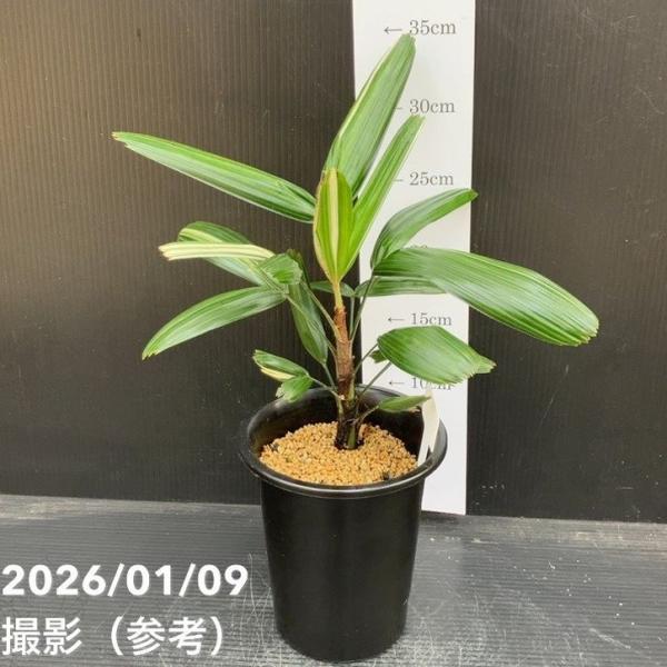 観音竹 白銀錦 4号｜観葉10-TU : 赤塚植物園ヤフー店 - 通販 - Yahoo