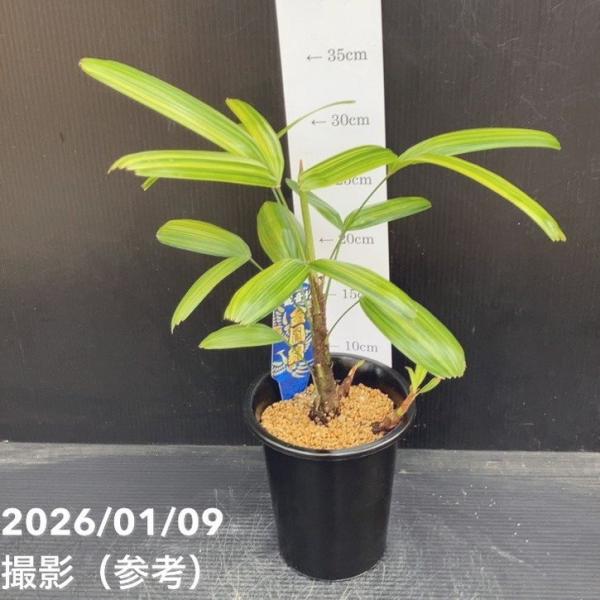 観音竹 金鳳錦 4号｜観葉10-TU : 赤塚植物園ヤフー店 - 通販 - Yahoo