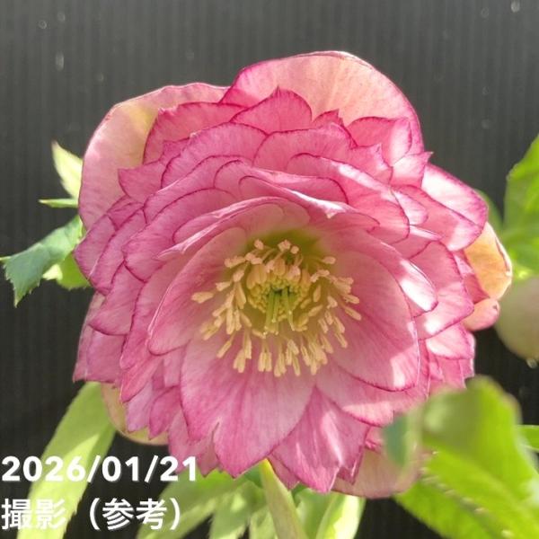 クリスマスローズ　認定ピンクアフロディーテ　加藤農園 認定ピンクアフロディーテ グロス 加藤農園 クリスマスローズ【ka33