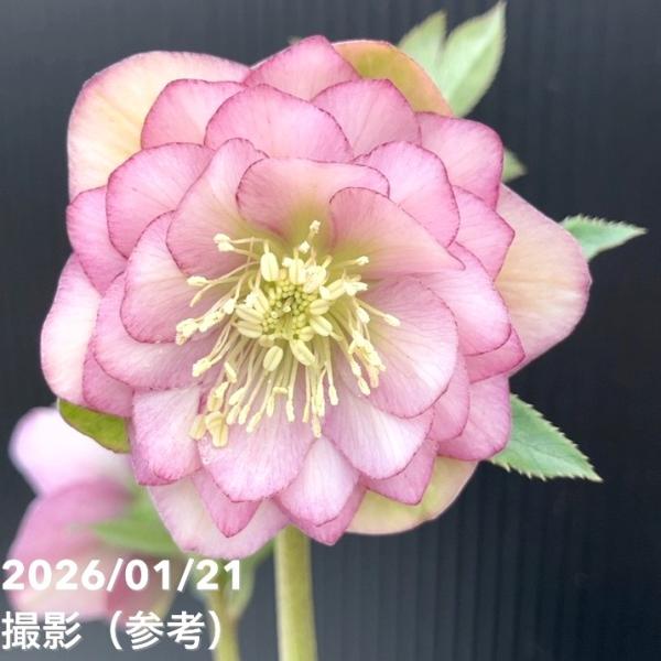 一点物】加藤農園 クリスマスローズ Little Collection 4.5号（KT20