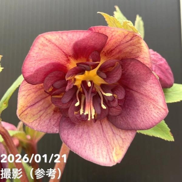 一点物】加藤農園 クリスマスローズ 4.5号（KT26）｜山野04-PA : 赤塚