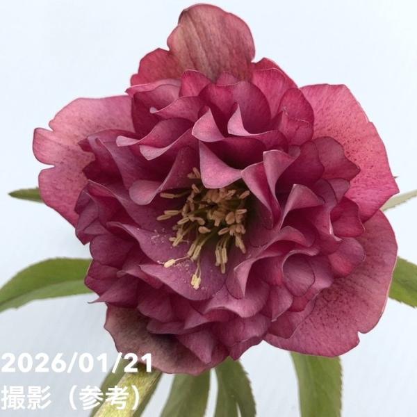 一点物】加藤農園 クリスマスローズ アンティークアフロディーテ 4.5号