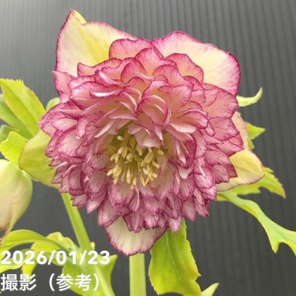 一点物】野田園芸 クリスマスローズ 4.5号ポット（ND1）｜山野04-PA