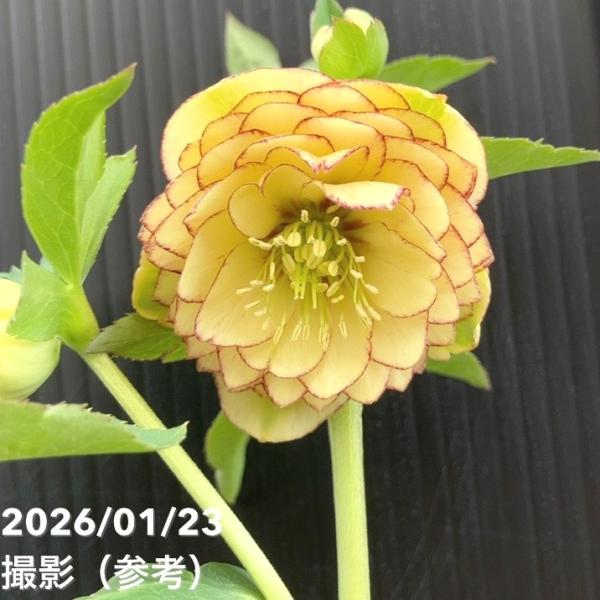 お買い得一点物咲き進み株】加藤農園 クリスマスローズ リトル