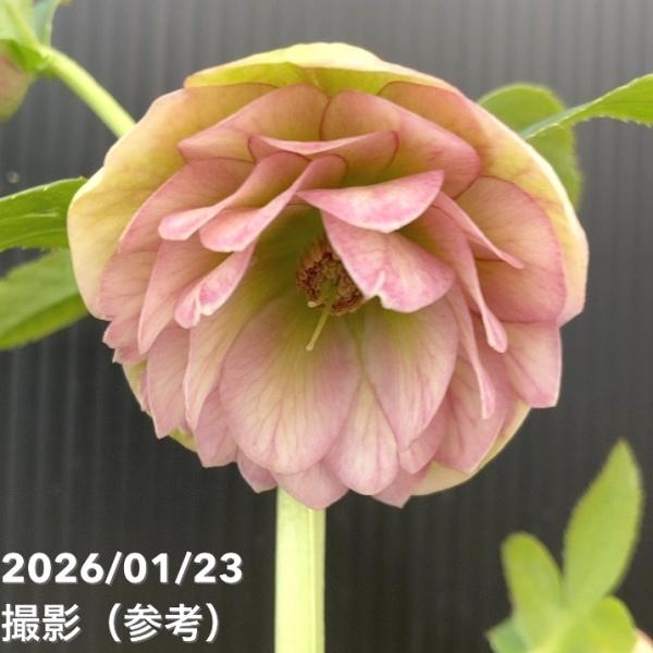 お買い得一点物咲き進み株】加藤農園 クリスマスローズ 4.5号（KT44