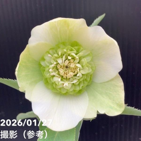 一点物】横山園芸 クリスマスローズ プリマドレス セミダブルシリーズ