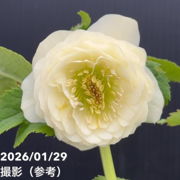 お買い得一点物咲き進み株】加藤農園 多弁クリスマスローズ ホワイト