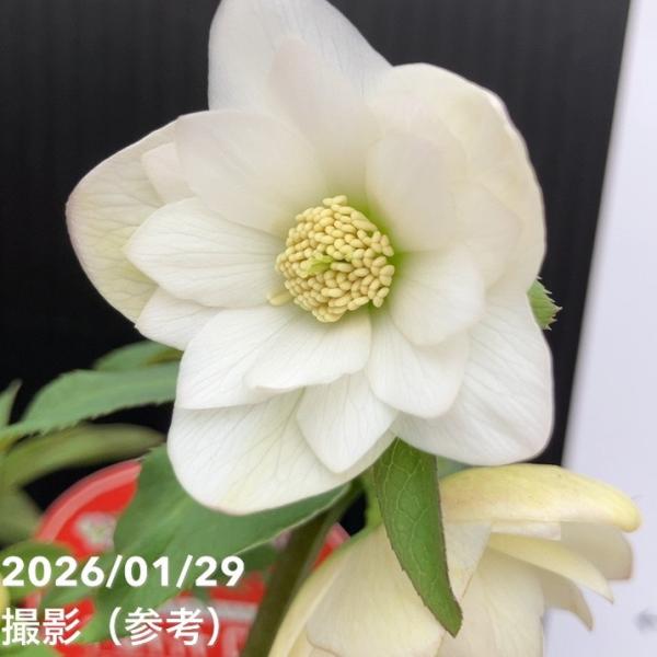 一点物】横山園芸 クリスマスローズ ベビードール（プチドール） 4.5号