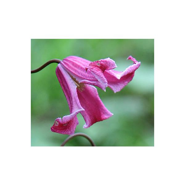 クレマチス テキセンシス ビオルナ系 エトワール・ローズ（エトワール・ロゼ） 4.5号｜草花04-PA