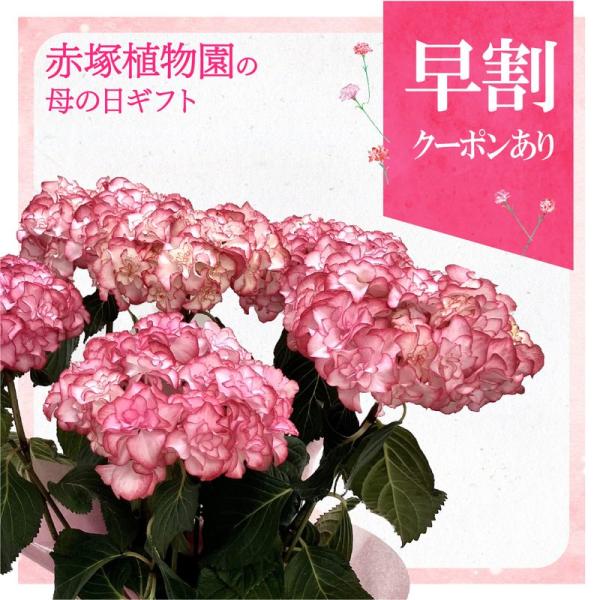 [Release date: May 6, 2026][アジサイ｜星のかけら]〜夜空の星屑を閉じ込めて。ワックスをかけたような輝き放つ、八重の宝石「星のかけら」ジャパンフラワーセレクション2024〜2025にてベスト・フラワー(優秀賞)、ジ...